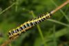 Cucullia lactucae